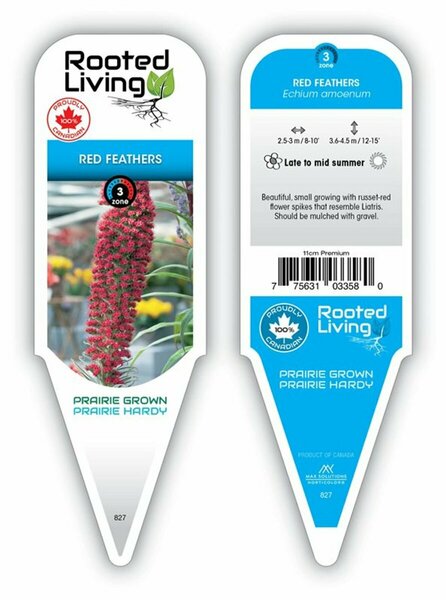 Echium amoenum - Red Feathers 11 cm Prem