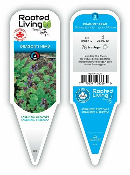 Dracocephalum grandiflorum - Dragon's Head 11 cm Prem