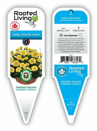 Leucanthemum Sweet Daisy™ - 'Isabelle' Shasta Daisy [Ywl] 11 cm Prem