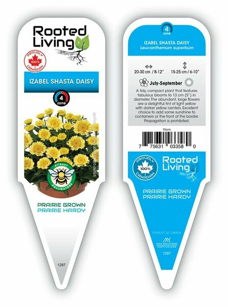 Leucanthemum Sweet Daisy™ - 'Isabelle' Shasta Daisy [Ywl] 11 cm Prem