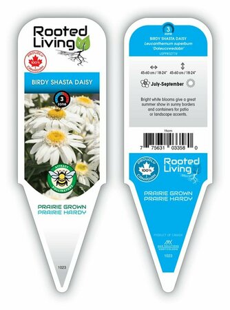 Leucanthemum Sweet Daisy™ - 'Birdy' Shasta Daisy 11 cm Prem