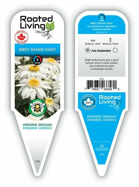 Leucanthemum Sweet Daisy™ - 'Birdy' Shasta Daisy 11 cm Prem