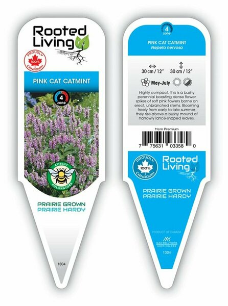 Nepeta nervosa - 'Pink Cat' Catmint 11 cm Prem