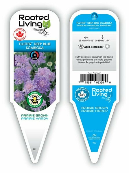 Scabiosa col. - 'Flutter™ Deep Blue' Rockfoil 11 cm Prem