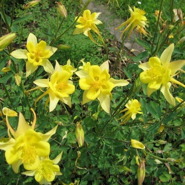 Aquilegia chrysantha - 'Yellow Queen' Columbine 9 cm (3.5")