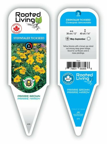 Coreopsis lanc. - 'Sterntaler' Tickseed 9 cm (3.5")