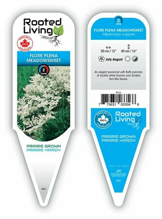 Filipendula vulgaris - Meadowsweet / Dropwort 9 cm (3.5")