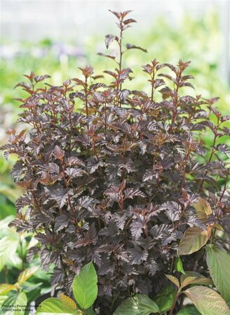Physocarpus - 'Summer Wine Black'® Ninebark (PW) 2 gal PW
