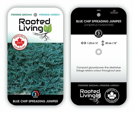 Juniperus hor. - 'Blue Chip' 2 gal