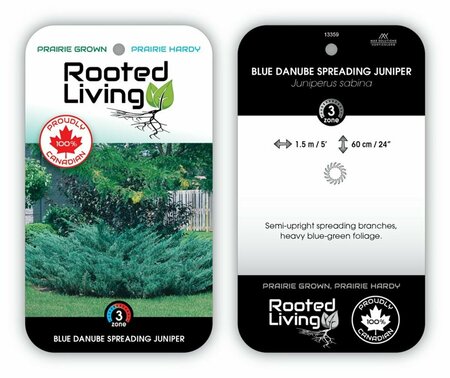 Juniperus sabina - 'Blue Danube' 2 gal