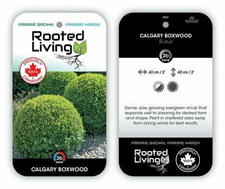Buxus - 'Calgary' Boxwood 2 gal