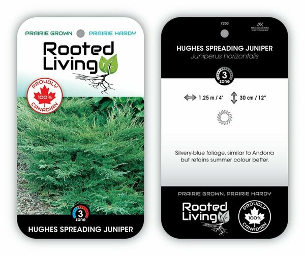 Juniperus hor. - 'Hughes' 1 gal