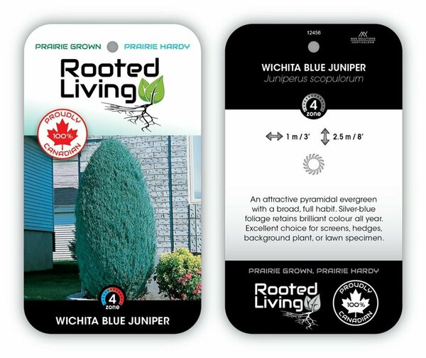 Juniperus scop. - 'Wichita Blue' 15 gal