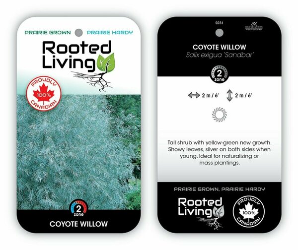 Salix exigua - 'Sandbar' Coyote Willow 1 gal