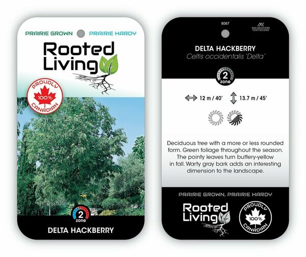 Celtis occidentalis - 'Delta' Hackberry 65mm BB 2.50"