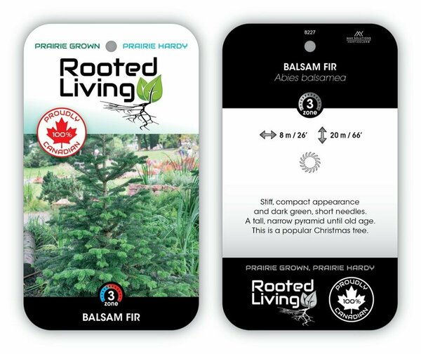 Abies balsamea - Balsam Fir 275cm BB / 9'