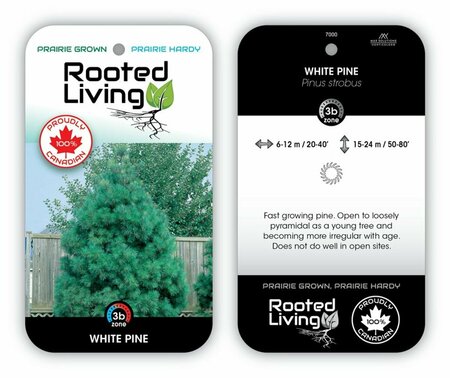 Pinus strobus - White Pine 175cm BB / 6'