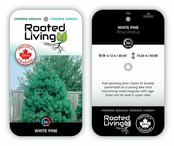 Pinus strobus - White Pine 150cm bb / 5'