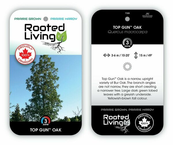Quercus macrocarpa 'Top Gun' Oak 50mm BB 2.00"