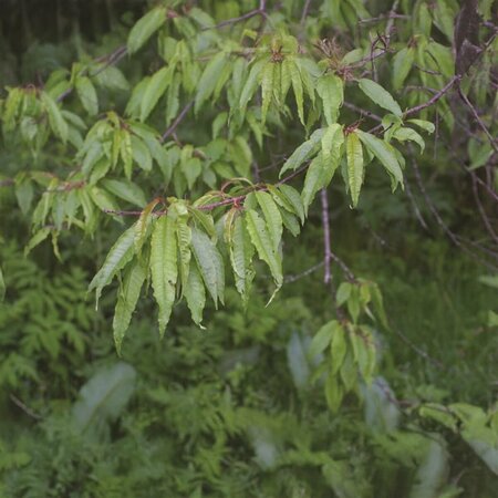 Prunus pensylvanica - Pin Cherry 50mm BB 2.00"