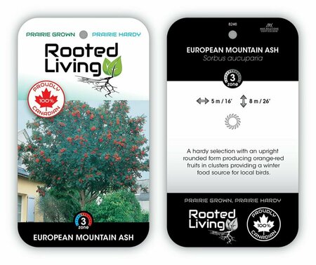 Sorbus aucuparia - European Mtn Ash 50mm BB 2.00" - image 2