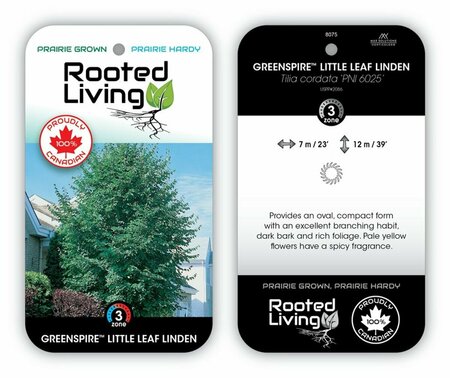 Tilia cordata - 'Greenspire'™ Little Leaf Linden 2 gal - image 2