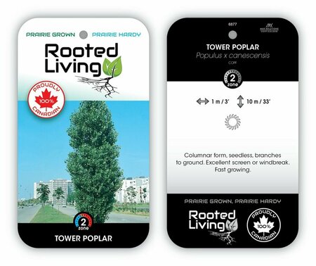 Populus x canescens - 'Tower' Poplar 1 gal - image 1