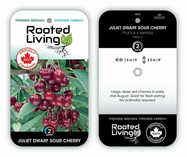 Prunus x ker. - 'Juliet' Dwarf Sour Cherry 5 gal