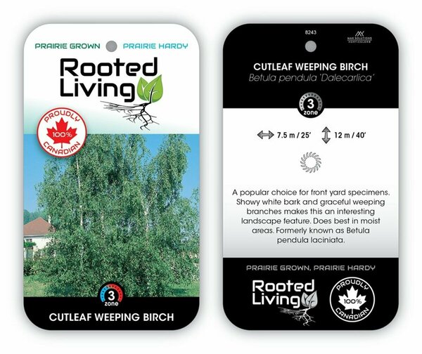 Betula pendula - 'Cutleaf Weeping' Birch 5 gal
