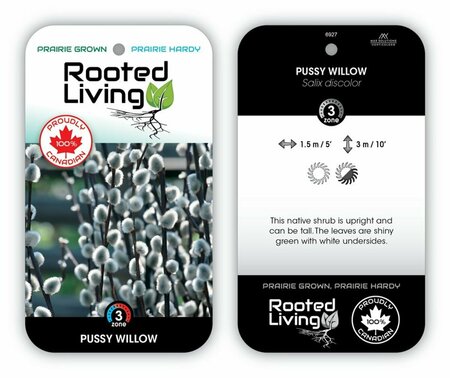 Salix discolor - Native Pussy Willow 1 gal