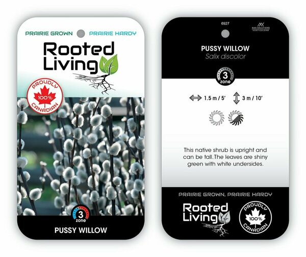 Salix discolor - Native Pussy Willow 1 gal