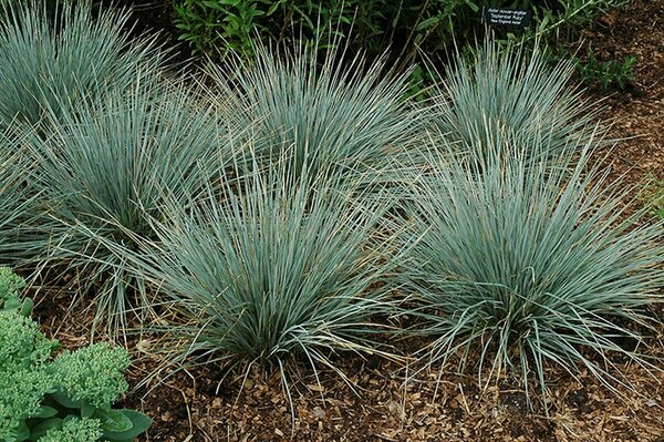 Helictotrichon 'Saphirsprudel' - Blue Oat Grass 11 cm Prem - image 1