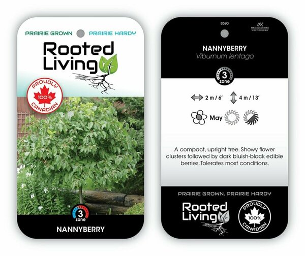 Viburnum lentago - Nannyberry [Native] 11 cm Prem