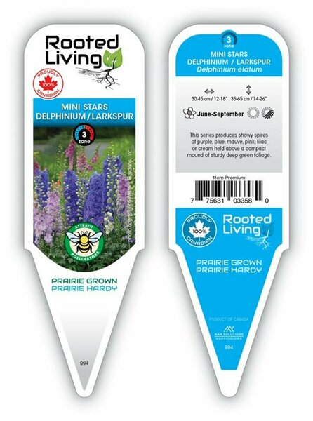 Delphinum - New Zealand 'Mini Stars' Larkspur 11 cm Prem