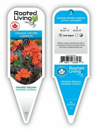 Lychnis - 'Orange Gnome' Campion  11 cm Prem
