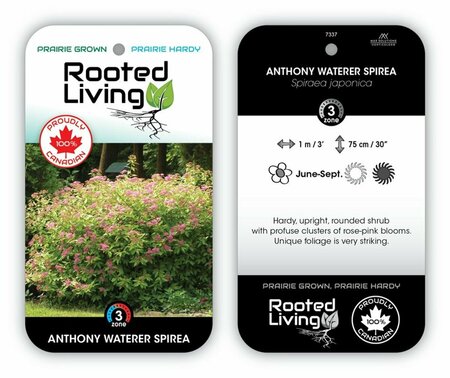 Spiraea jap - 'Anthony Waterer' 2 gal