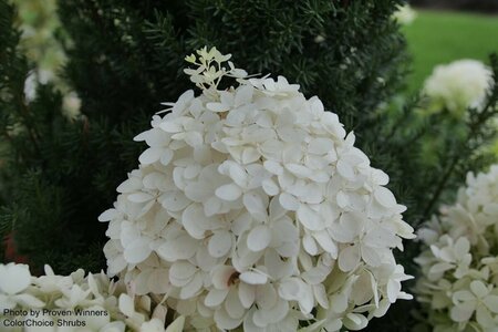 Hydrangea pan. - 'Puffer Fish'® (PW) 2 gal PW