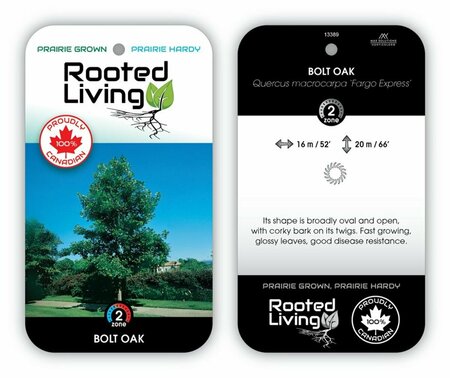 Quercus macrocarpa Bolt Columnar Oak 7 gal