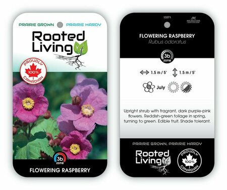 Rubus odoratus Flowering Raspberry 2 gal