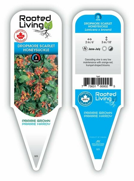 Lonicera brownii - 'Dropmore' Honeysuckle 1 gal