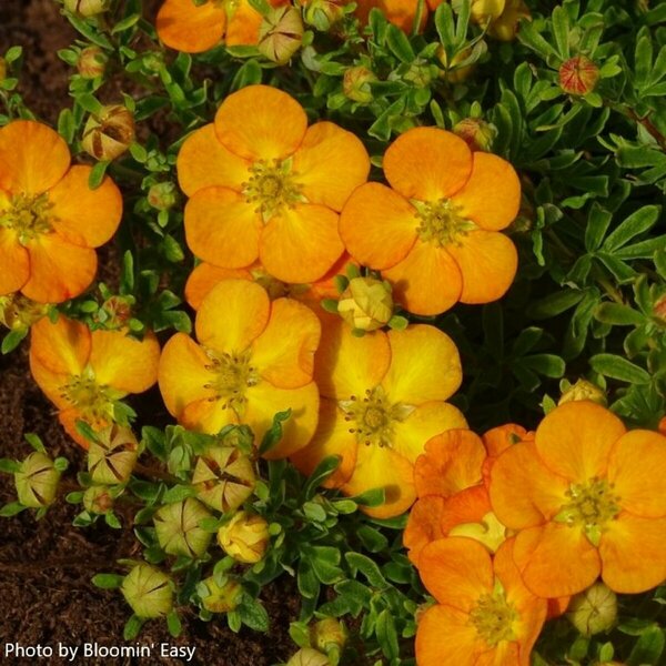 Potentilla - 'Bella Sol' (BE) 1 1/2gal 8" BE - image 2