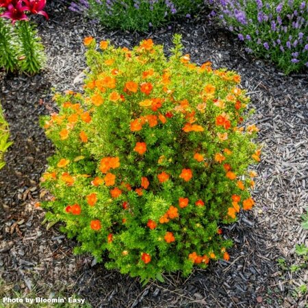 Potentilla - 'Bella Sol' (BE) 1 1/2gal 8" BE - image 1