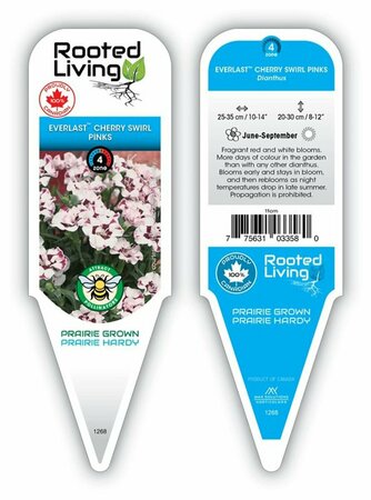 Dianthus - Everlast 'Cherry Swirl' 11 cm Prem