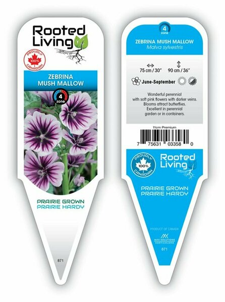 Malva sylvestris - 'Zebrina' Mush Mallow 11 cm Prem