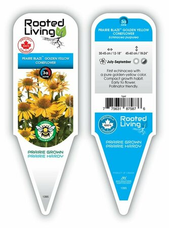 Echinacea - Prairie Blaze® Golden Yellow Coneflower 11 cm Prem
