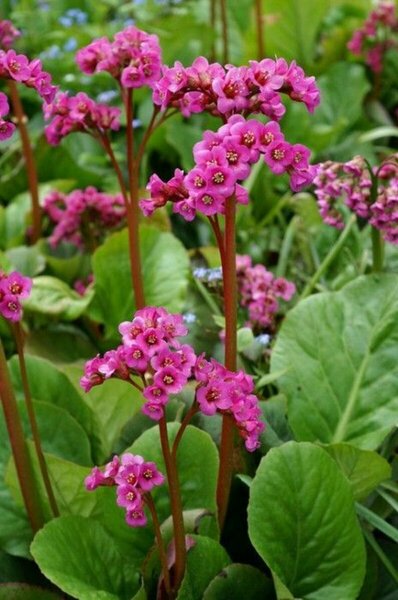 Bergenia cordifolia - 'Winter Glow' Heartleaf 11 cm Prem
