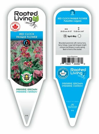 Pulsatilla vulgaris - Red Clock Pasque Flower/ Crocus 11 cm Prem