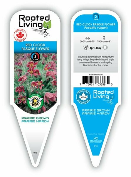 Pulsatilla vulgaris - Red Clock Pasque Flower/ Crocus 11 cm Prem