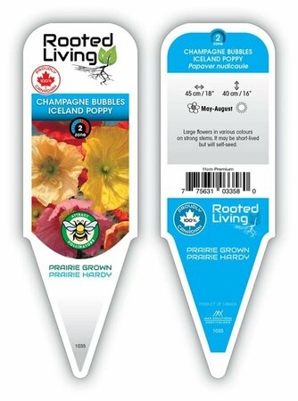 Papaver nudicale - 'Champagne Bubbles' [Mix] 11 cm Prem