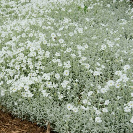 Cerastium tomentosum - Snow-in-Summer 11 cm Prem